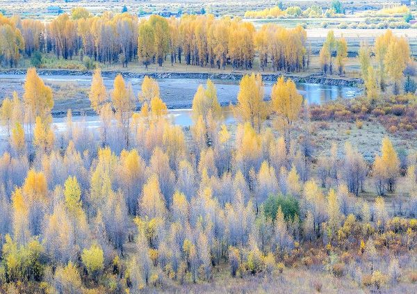 Wyoming-Buffalo Fork River and Cottonwoods in fall color